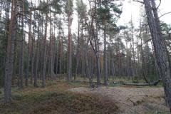 Gammel skog